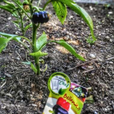 Mat's garden
