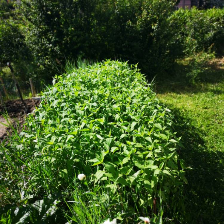Plant image Helianthus Tuberosus