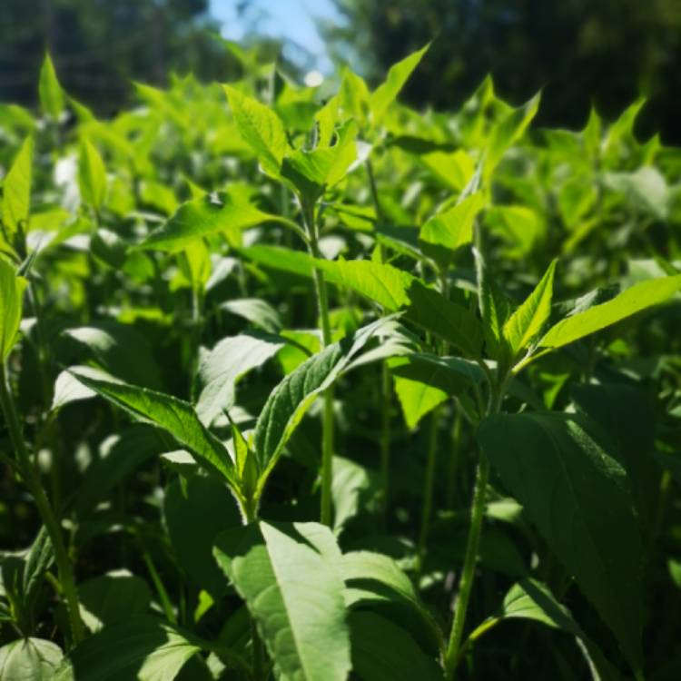 Plant image Helianthus Tuberosus