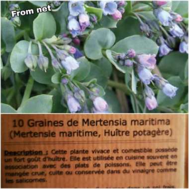 Mat's garden