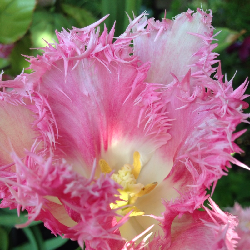 Tulipa 'Brest'