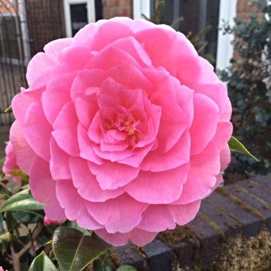 Camellia 'Pink'