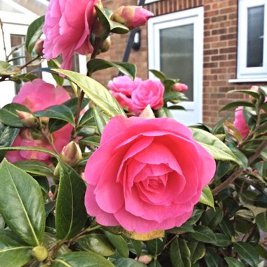 Camellia 'Pink'