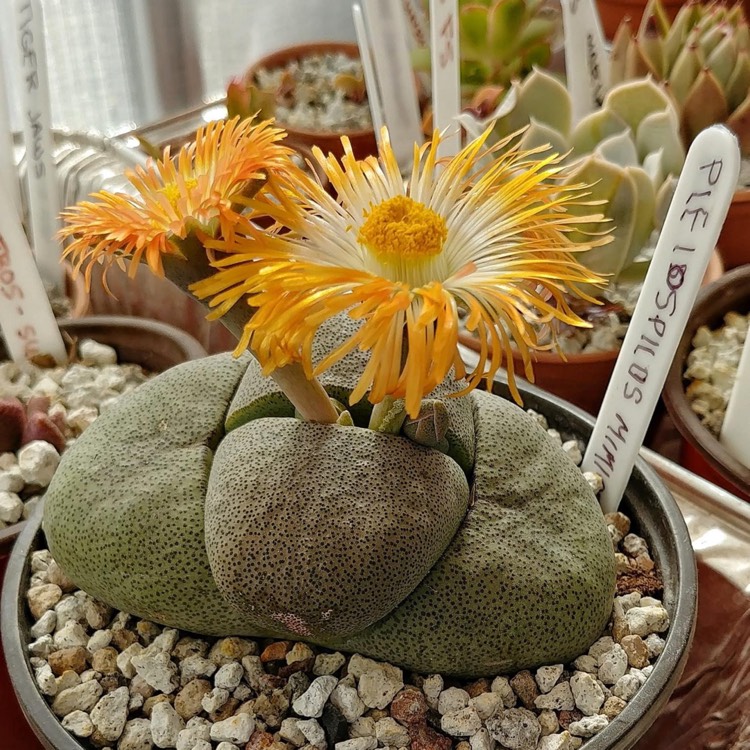 plant image 1448597