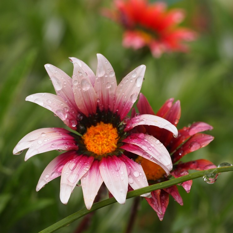 Plant image Gazania 'Kiss Rose'
