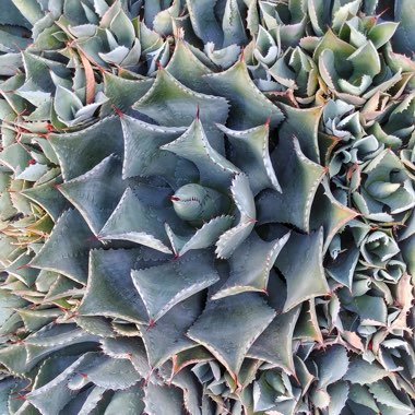Agave Americana