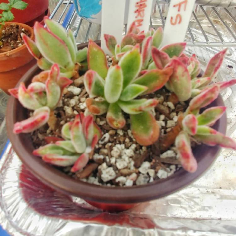 plant image 1450261