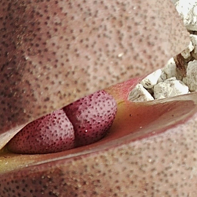 plant image 1450539