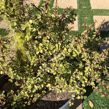 Portulacaria Afra Variegata