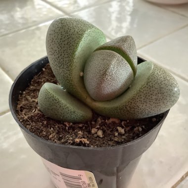 Pleiospilos nelii
