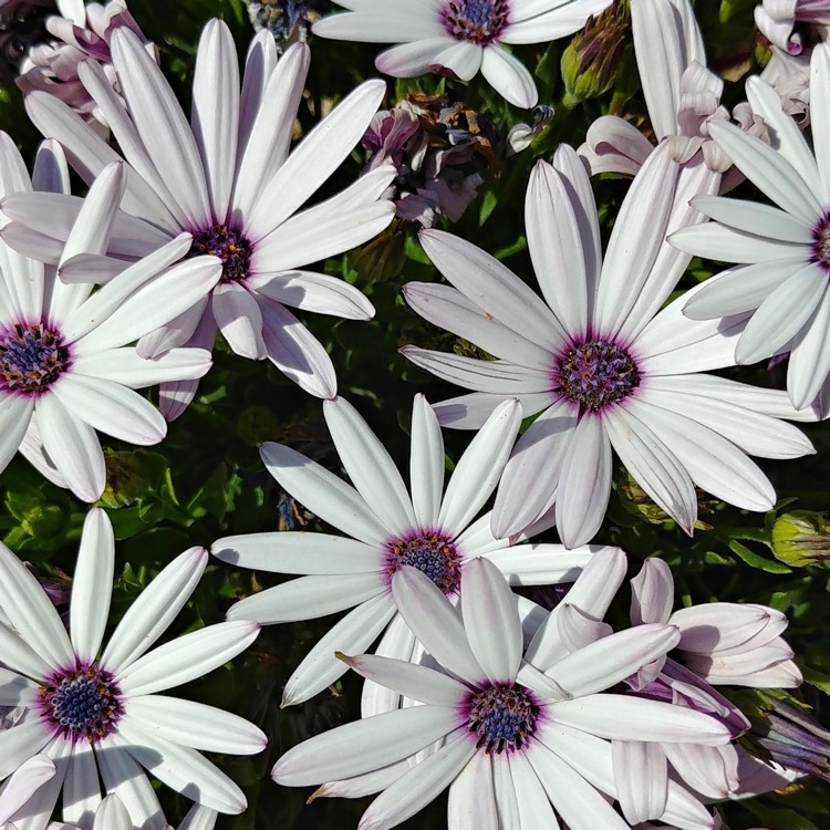 Plant image Osteospermum Ecklonis 'Akila White Purple Eye'