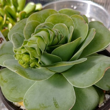 Aeonium Aureum