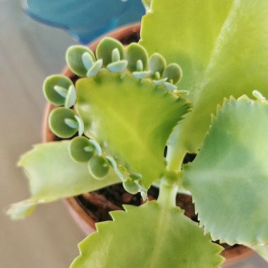 Kalanchoe laetivirens