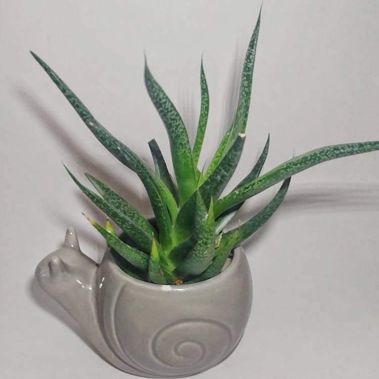 Plant image Haworthia herbacea