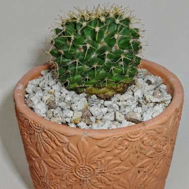 Mammillaria Magnimamma