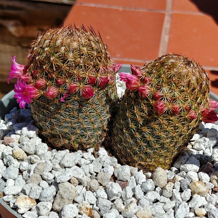 Plant image Mammillaria matudae