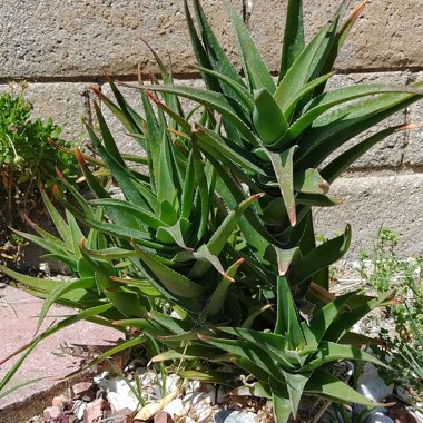 Aloe Ciliaris