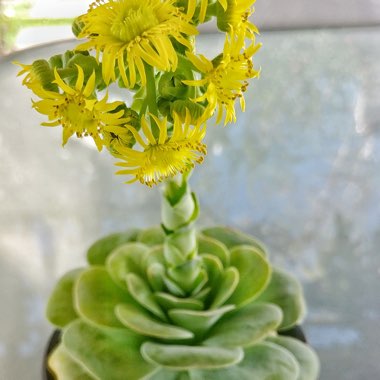 Aeonium Aureum