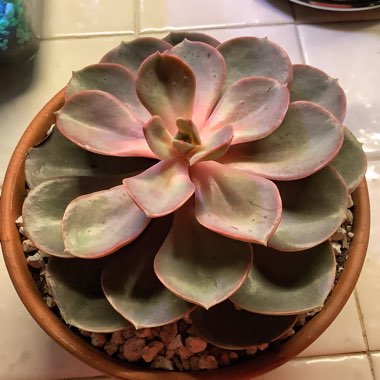Echeveria 'Perle Von Nurnberg'