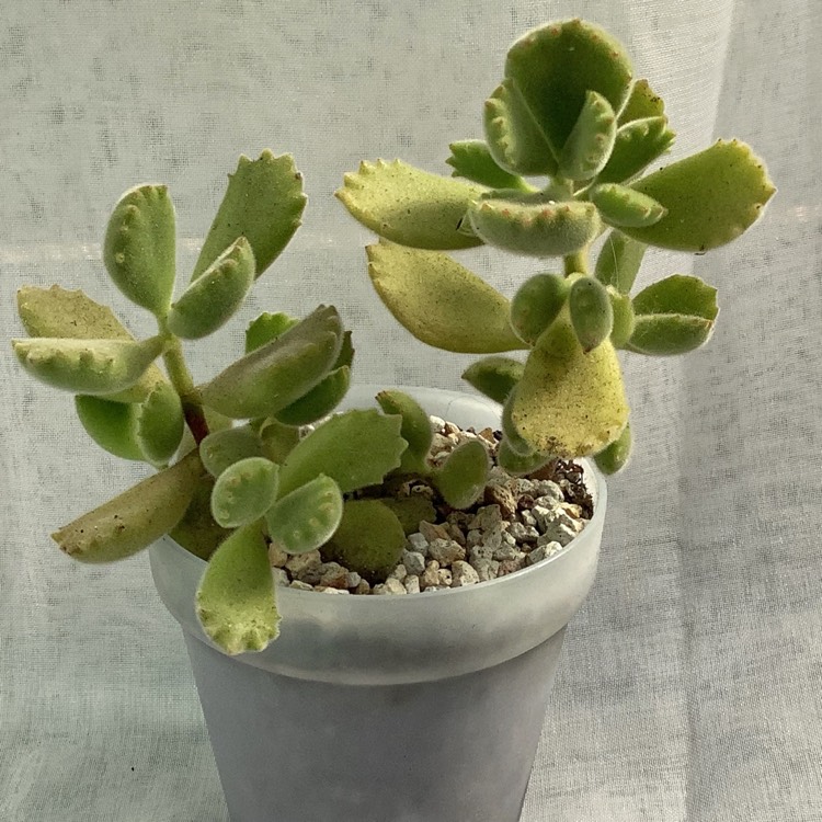plant image 1475678