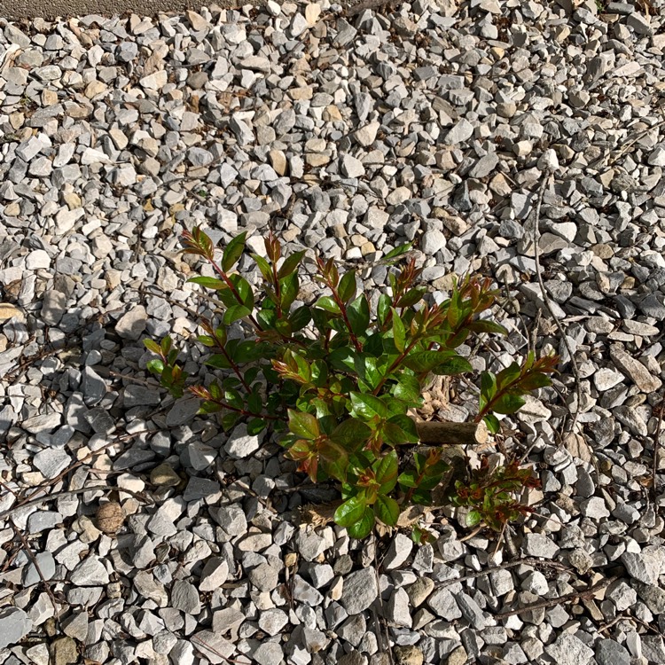 plant image 1011101