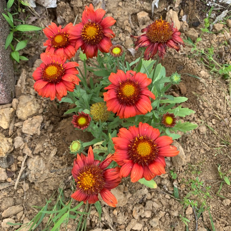 Plant image Gaillardia x grandiflora 'Arizona Red Shades' syn. Gaillardia 'Arizona Red Shades'