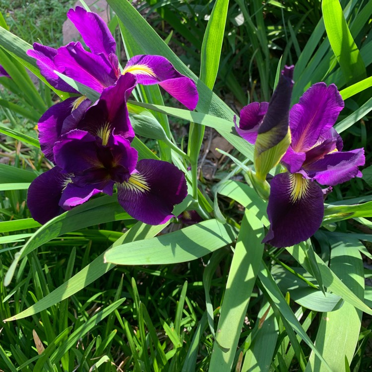 plant image 1053030