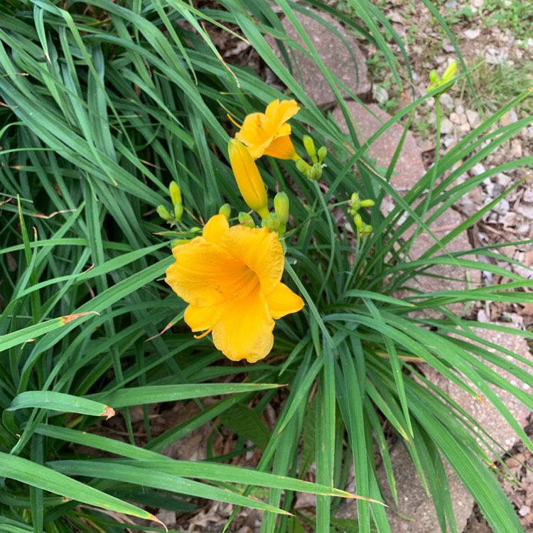 plant image 1059390