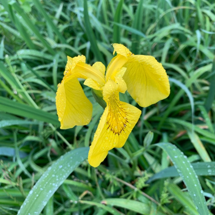 plant image 1297569