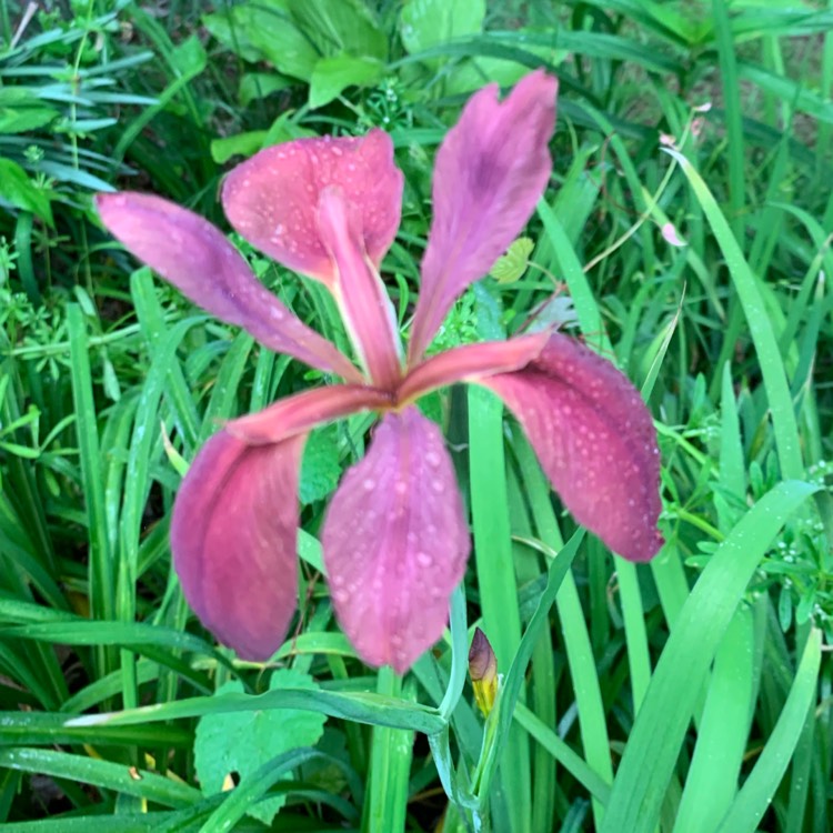 plant image 1299429