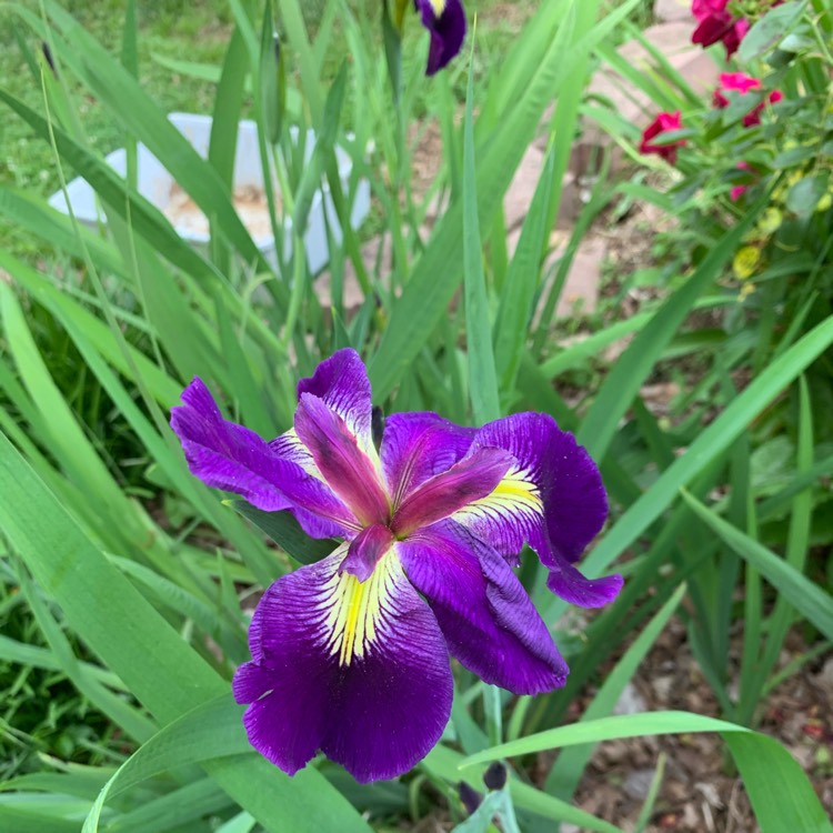 plant image 1308382