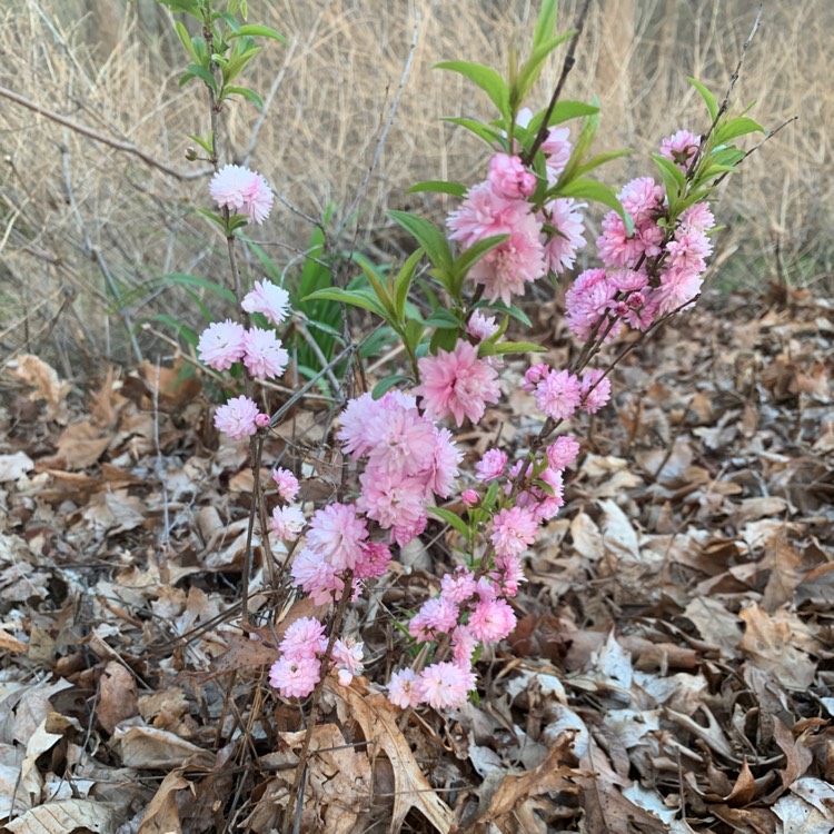 Plant image Prunus triloba