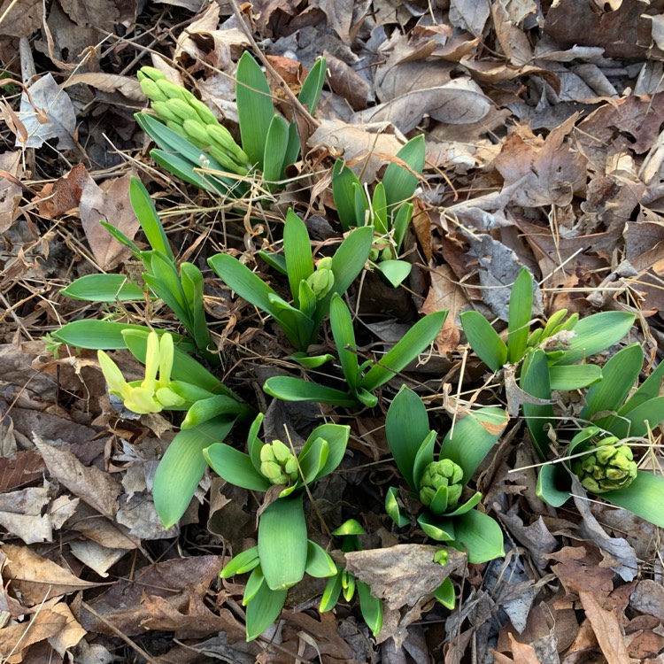 plant image 1567451 plant image 1567451