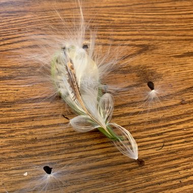 Asclepias syriaca
