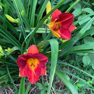 Daylily