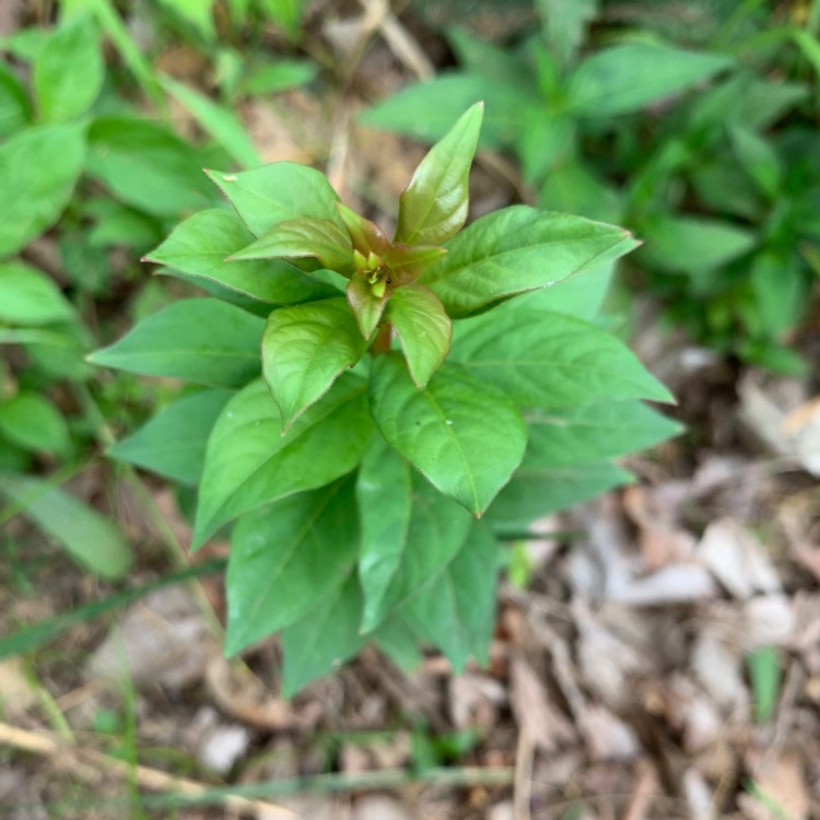 plant image 1671643