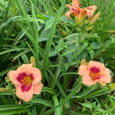 Daylily