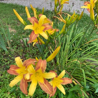 Daylily