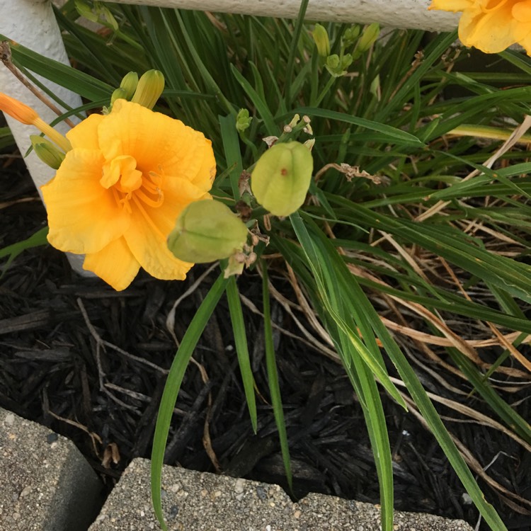 plant image 488302