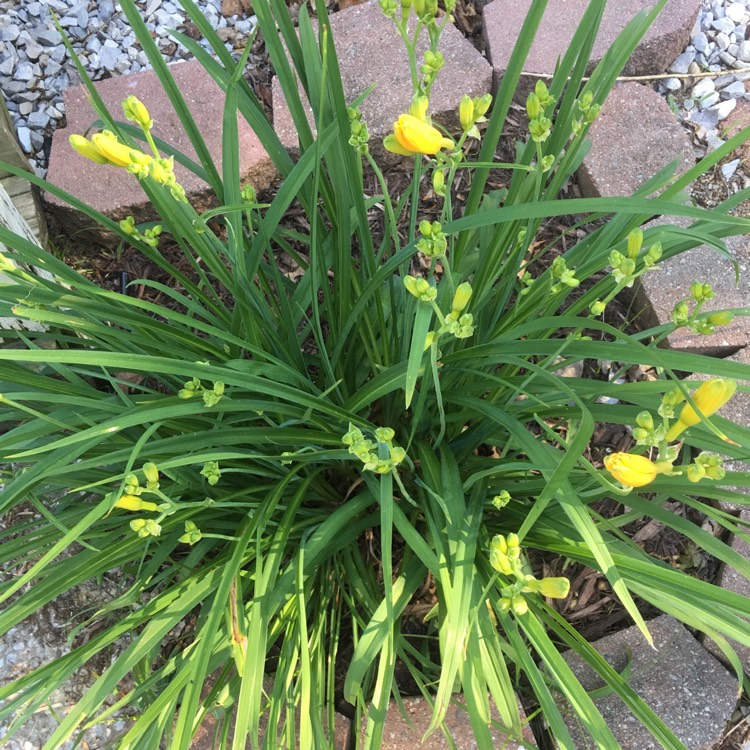 plant image 711991