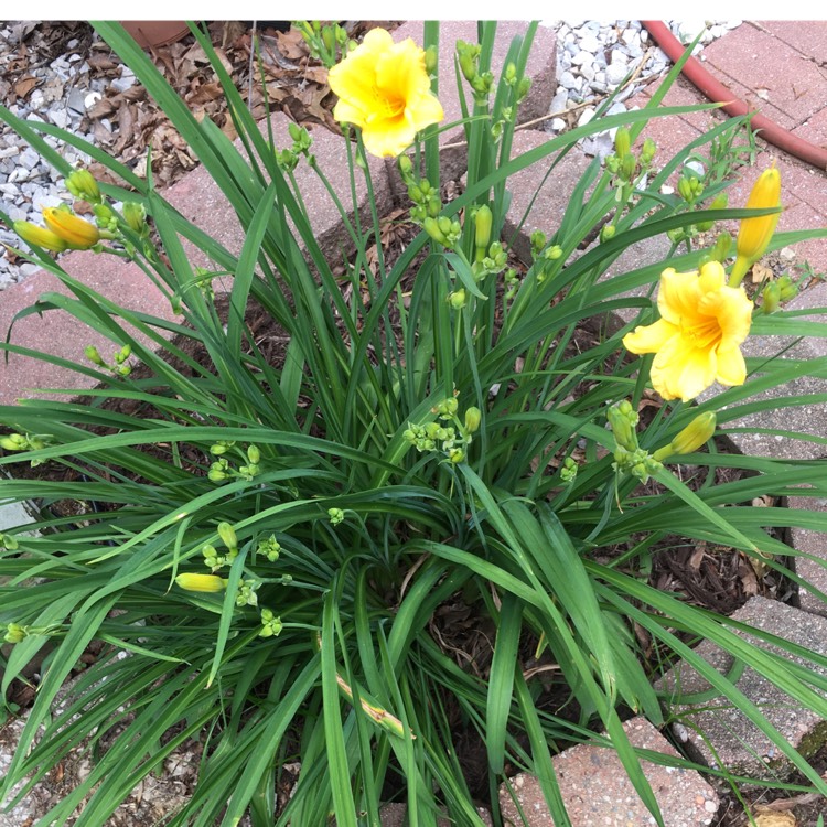 plant image 713116