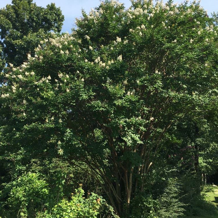 plant image 745460