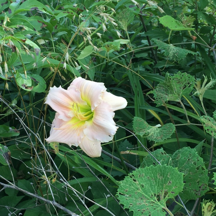 plant image 753273 plant image 753273