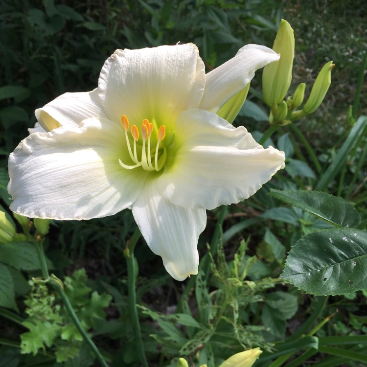 plant image 757146 plant image 757146