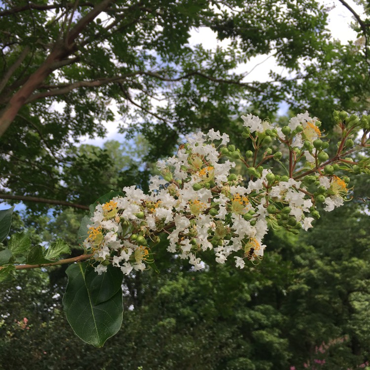 plant image 757153