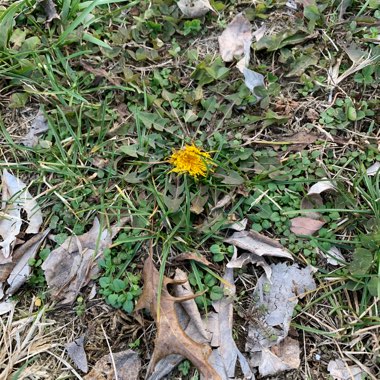 Taraxacum officinale