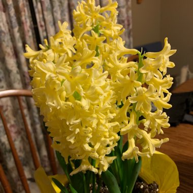Hyacinthus orientalis