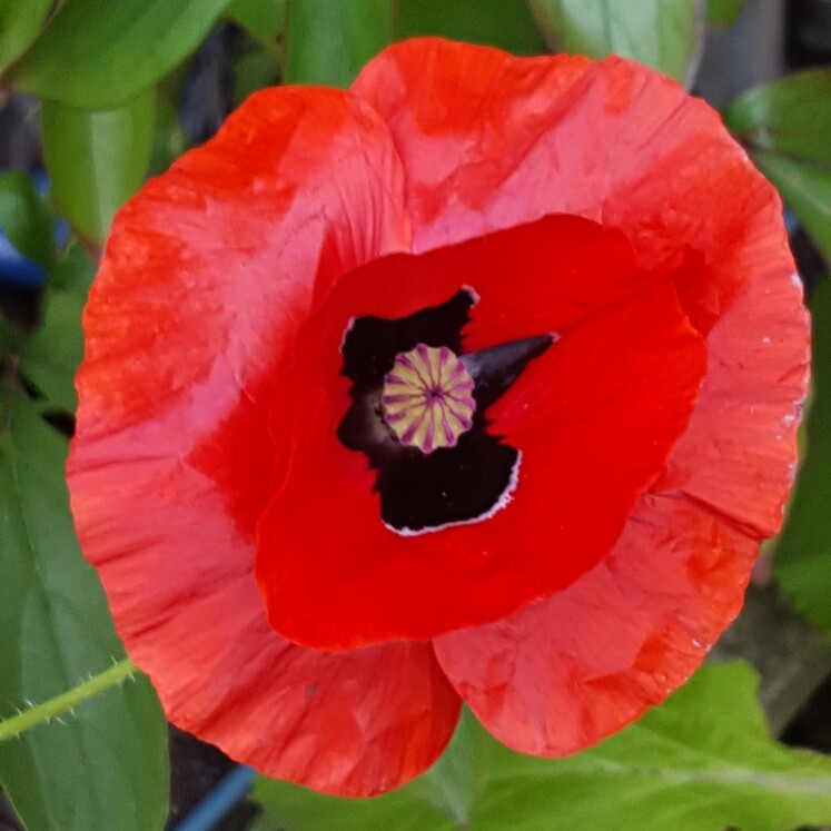 plant image 148837 plant image 148837
