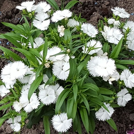 Dianthus barbatus