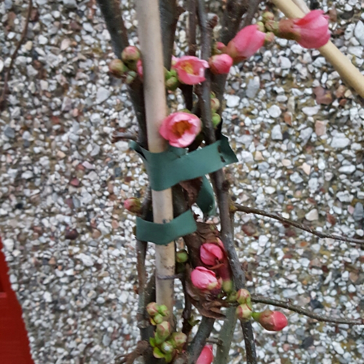 Plant image Chaenomeles x superba 'Pink Lady'